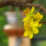 Xuân một Tết ba