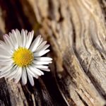 Gia đình và đạo hiếu